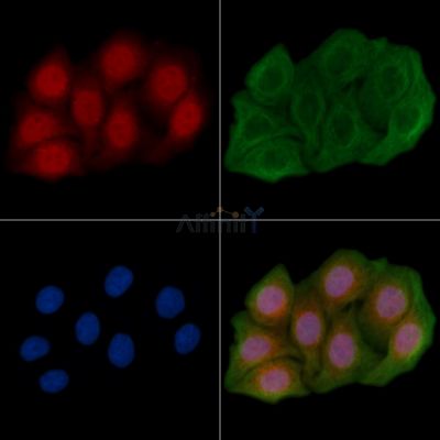 FOXH1 Antibody - AF0426 staining Hela cells(45min of heat-shock) by IF/ICC.