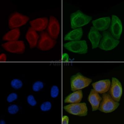 DUS2L Antibody - AF0430 staining Hela cells by IF/ICC.