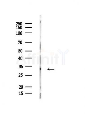 TNFRSF6B Antibody - Western blot analysis of lysates from PC12 cells, using TNFRSF6B Antibody at 1/1000 dilution.
