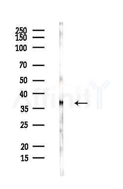 Nucleophosmin Antibody - Western blot analysis of lysates from PC12 cells, using Nucleophosmin Antibody at 1/1000 dilution.