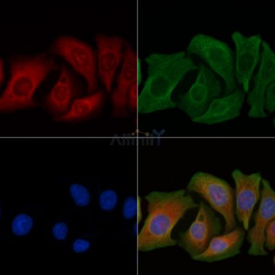 MUC13 Antibody - AF0465 staining Hela cells by IF/ICC.