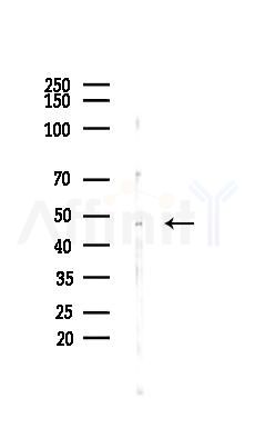 SKP2/p45 Antibody - Western blot analysis of lysates from HepG2 cells(heat-shock,45min treatment), using SKP2/p45 Antibody at 1/1000 dilution.