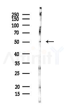 SKP2/p45 Antibody - Western blot analysis of lysates from PC12 cells, using SKP2/p45 Antibody at 1/1000 dilution.