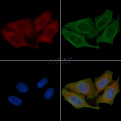 FIR Antibody - AF0527 staining Hela cells(45min of heat-shock) by IF/ICC.