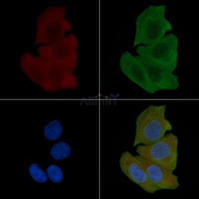 APC  Antibody - AF0547 staining Hela cells(30min of UV treatment) by IF/ICC.