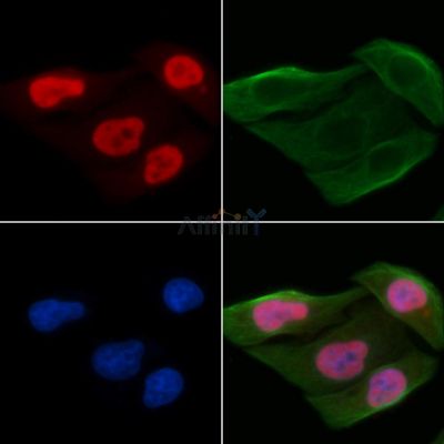 DNA-PK Antibody - AF0550 staining Hela cells by IF/ICC.