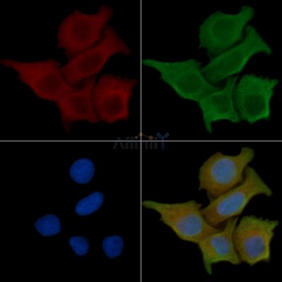 AZI2 Antibody - AF0553 staining Hela cells(45min of heat-shock) by IF/ICC.