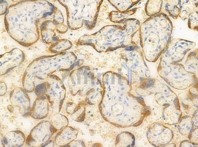 Ephrin A5 Antibody - AF0560 at 1/100 staining human normal colon tissue by IHC-P.