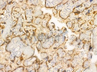 Ephrin A5 Antibody - AF0560 at 1/100 staining human normal placenta tissue by IHC-P.