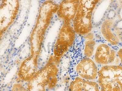 MAPK3 Antibody - AF0562 at 1/100 staining human normal kidney tissue by IHC-P.