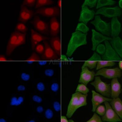 HEXIM1 Antibody - AF0568 staining Hela cells by IF/ICC.