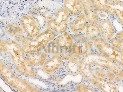 STEAP4 Antibody - AF0574 at 1/100 staining human normal kidney tissue by IHC-P.