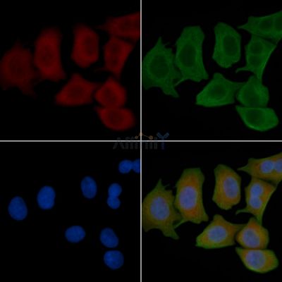 HSP105 Antibody - AF0617 staining Hela cells(45min of heat-shock) by IF/ICC.