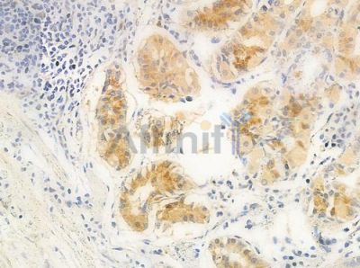 GCYB1 Antibody - AF0619 at 1/100 staining human normal gastric tissue by IHC-P.