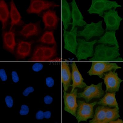 COX17 Antibody - AF0626 staining Hela cells(45min of heat-shock) by IF/ICC.