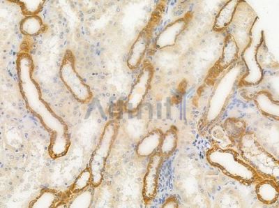 TNAP2 Antibody - AF0630 at 1/100 staining human normal kidney tissue by IHC-P.