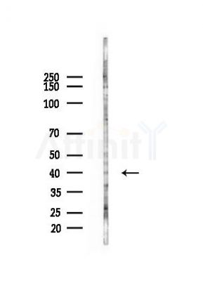 5HT5A receptor Antibody - Western blot analysis of lysates from HepG2 cells(heat-shock,45min treatment), using 5HT5A receptor Antibody at 1/1000 dilution.