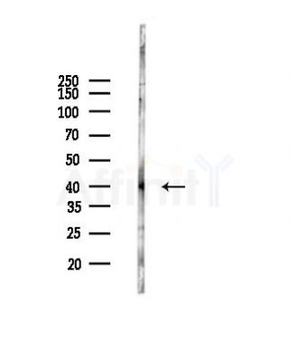 5HT5A receptor Antibody - Western blot analysis of lysates from B16F10-LUC cells, using 5HT5A receptor Antibody at 1/1000 dilution.