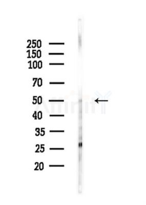 ZNF174 Antibody - Western blot analysis of lysates from Mouse liver, using ZNF174 Antibody at 1/1000 dilution.