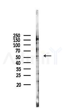 STEA3 Antibody - Western blot analysis of lysates from Rat liver, using STEA3 Antibody at 1/1000 dilution.