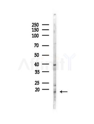 PHLA2 Antibody - Western blot analysis of lysates from Mouse lung, using PHLA2 Antibody at 1/1000 dilution.