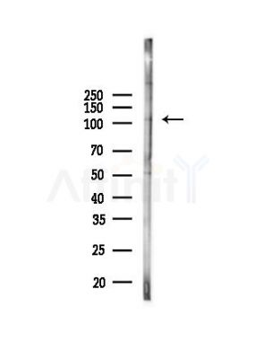 KSR2 Antibody - Western blot analysis of lysates from PC12 cells, using KSR2 Antibody at 1/1000 dilution.