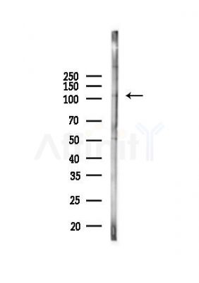 KSR2 Antibody - Western blot analysis of lysates from PC12 cells, using KSR2 Antibody at 1/1000 dilution.