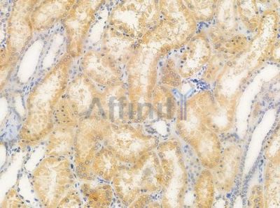 RBP5 Antibody - AF0720 at 1/100 staining human normal kidney tissue by IHC-P.
