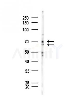 GRP78 Antibody - Western blot analysis of lysates from Mouse liver, using GRP78 Antibody at 1/1000 dilution.
