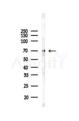 GRP78 Antibody - Western blot analysis of lysates from PC12 cells, using GRP78 Antibody at 1/1000 dilution.