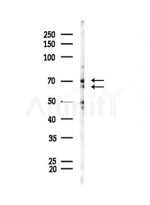 GRP78 Antibody - Western blot analysis of lysates from Mouse liver, using GRP78 Antibody at 1/1000 dilution.