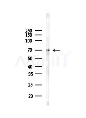 GRP78 Antibody - Western blot analysis of lysates from PC12 cells, using GRP78 Antibody at 1/1000 dilution.