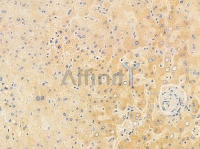 MAST4 Antibody - AF0731 at 1/100 staining human normal liver tissue by IHC-P.