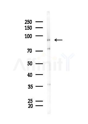 GRP94 Antibody - Western blot analysis of lysates from Mouse liver, using GRP94 Antibody at 1/1000 dilution.