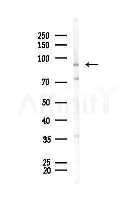 GRP94 Antibody - Western blot analysis of lysates from Mouse liver, using GRP94 Antibody at 1/1000 dilution.