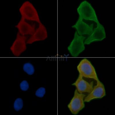 Collagen XII alpha 1 Antibody - AF0741 staining Hela cells(30min of UV treatment) by IF/ICC.