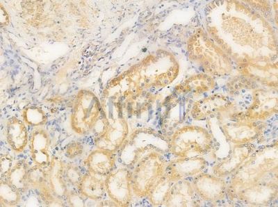 Syndecan 4 Antibody - AF0831 at 1/100 staining human normal kidney tissue by IHC-P.