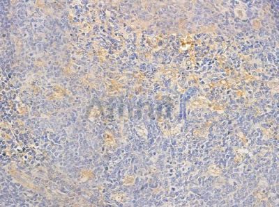 Syndecan 4 Antibody - AF0831 at 1/100 staining human normal tonsil tissue by IHC-P.