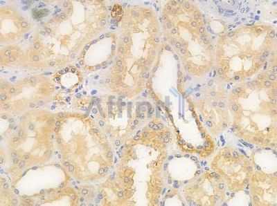 Syndecan 4 Antibody - AF0831 at 1/100 staining human normal kidney tissue by IHC-P.