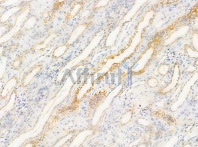 RPL31 Antibody - AF0854 at 1/100 staining human normal kidney tissue by IHC-P.