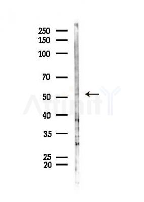 p53 Antibody - Western blot analysis of lysates from Mouse liver, using p53 Antibody at 1/1000 dilution.