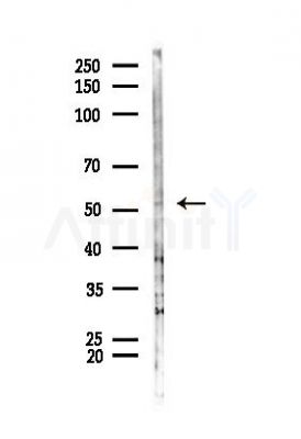 p53 Antibody - Western blot analysis of lysates from Mouse liver, using p53 Antibody at 1/1000 dilution.