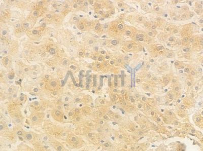 Phospho-Cyclin D1 (Thr286) Antibody - AF0932 at 1/100 staining human normal liver tissue by IHC-P.