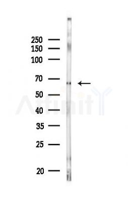 ACSS1 Antibody - Western blot analysis of lysates from MC-3T3-E1 cells, using ACSS1 Antibody at 1/1000 dilution.