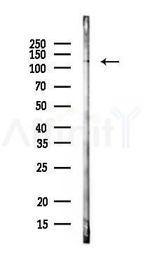 HIF1A Antibody - Western blot analysis of lysates from Mouse lung, using HIF1A Antibody at 1/1000 dilution.