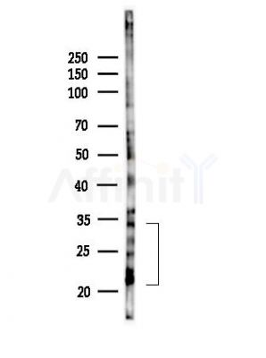 Phospho-Rac1/cdc42 (Ser71) Antibody - Western blot analysis of lysates from RAW264.
