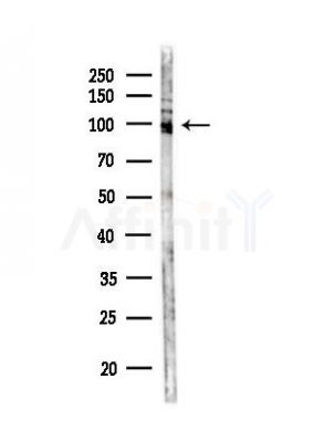 Phospho-Semaphorin 4B (Ser825) Antibody - Western blot analysis of lysates from RAW264.