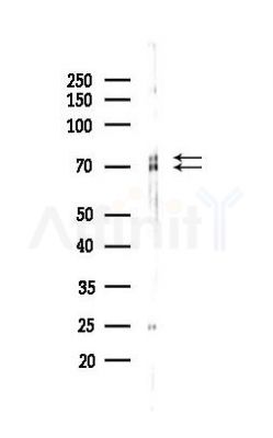 Synapsin I Antibody - Western blot analysis of lysates from Mouse brain, using Synapsin I Antibody at 1/1000 dilution.