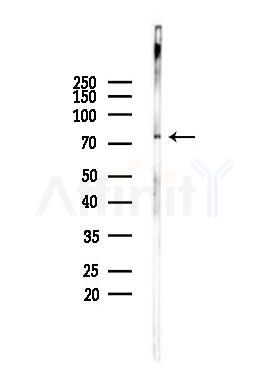 TNK1 Antibody - Western blot analysis of lysates from PC12 cells, using TNK1 Antibody at 1/1000 dilution.