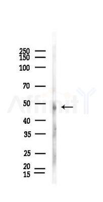 WIPI2 Antibody - Western blot analysis of lysates from Rat lung, using WIPI2 Antibody at 1/1000 dilution.